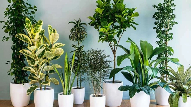 14 easy-maintenance houseplants