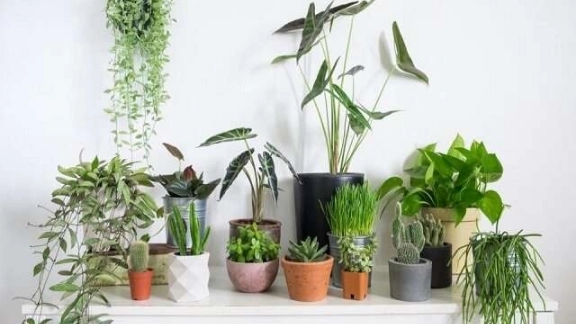 Key factors when choosing and buying plants