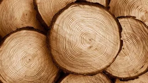 Principles of working with wood and wood cutting