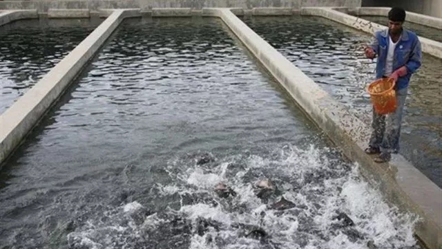 Everything you need to know about fish breeding