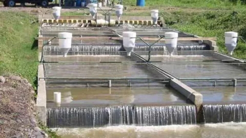 A look at fish breeding and the duties and work of a fish breeder in Iran