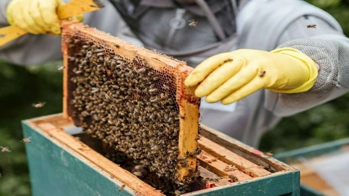 Some golden tips for new beekeepers