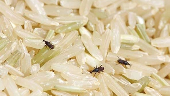 روش نگهداری برنج تازه ؛ نگهداری هر چه بهتر برنج