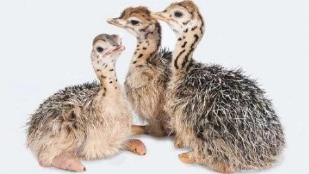Production and sale of Saeedi ostrich chicks and ostrich meat in Tehran