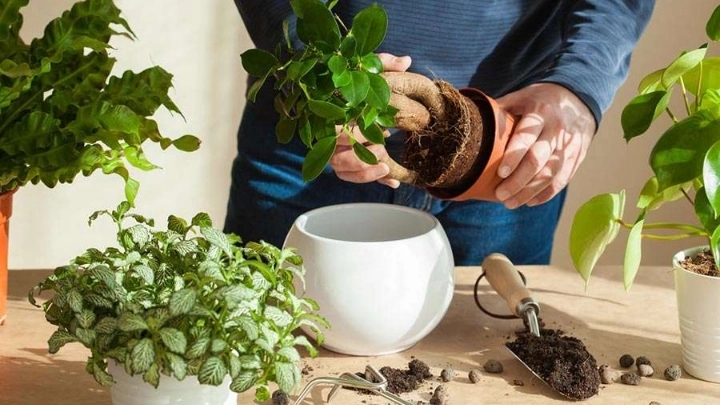 نکات طلایی تعویض گلدان بزرگ
