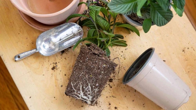Golden tips for changing a large pot