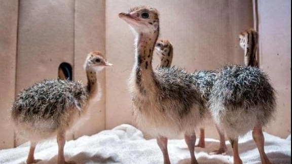 Keeping ostrich chicks