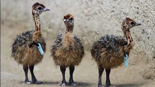 8 Ostrich diseases and their treatment methods
