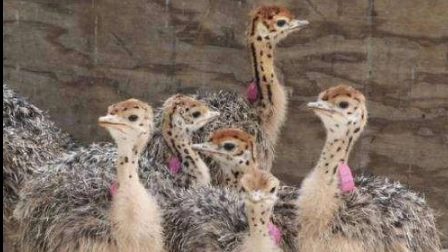 8 بیماری شترمرغ و راه های درمان آن