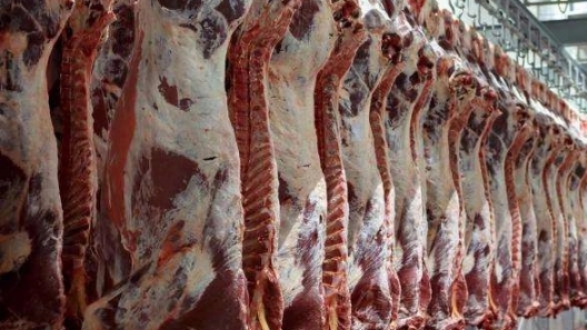 Ostrich meat is the best substitute for red meat.