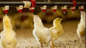 Buying and selling Pars Poultry poultry equipment