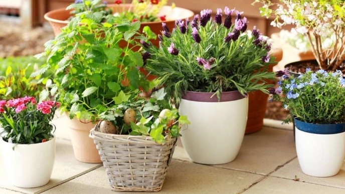 How to plant flowers in a plastic pot