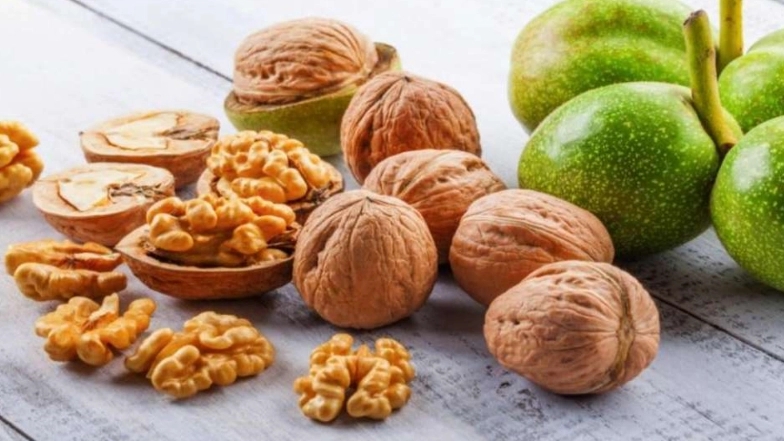 Buying and selling transplanted walnut seedlings and Chandler walnuts of Parsian region in Sari, Mazandaran