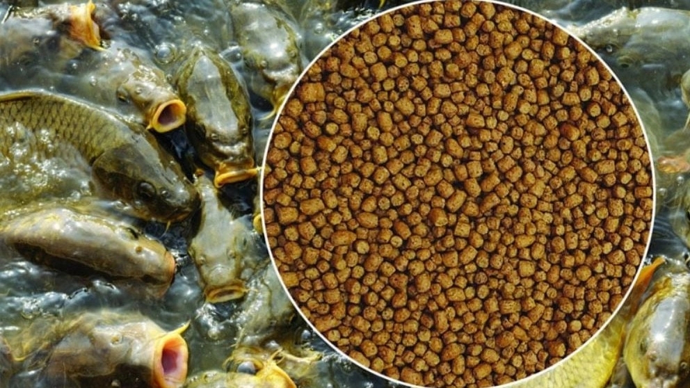 Production and sale of carp, salmon and tilapia food in Karaj