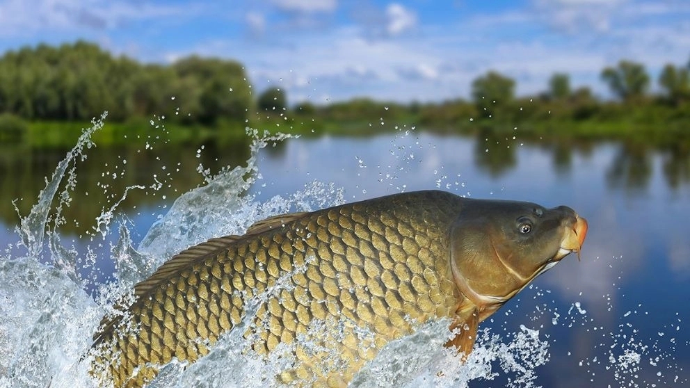 Carp feeding principles
