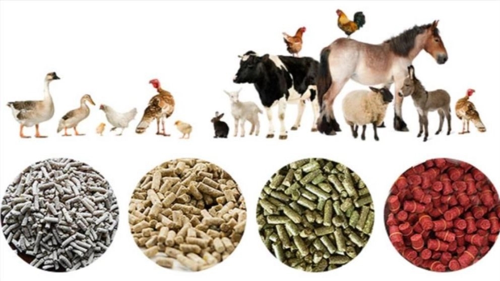 Production of animal and poultry feed and domestic pets in Mahdane Alborz in Shahryar, Tehran