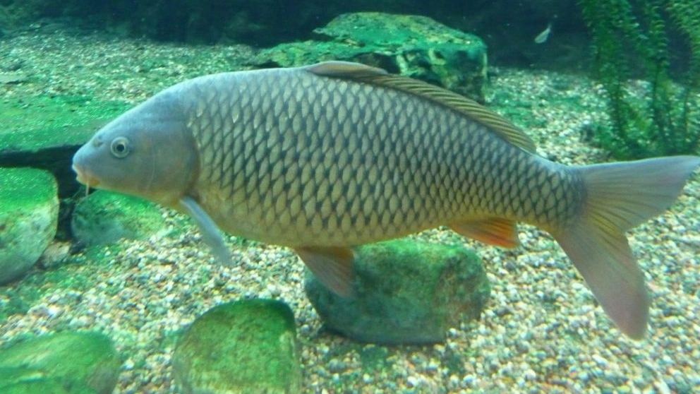 General principles of tropical fish breeding
