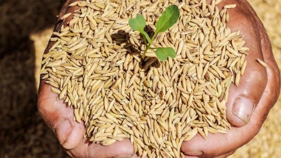 What is rice seed?