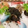 Sultani potting soil production in Mashhad