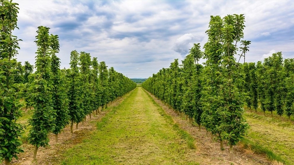 Azar Royal Nursery in Miandoab