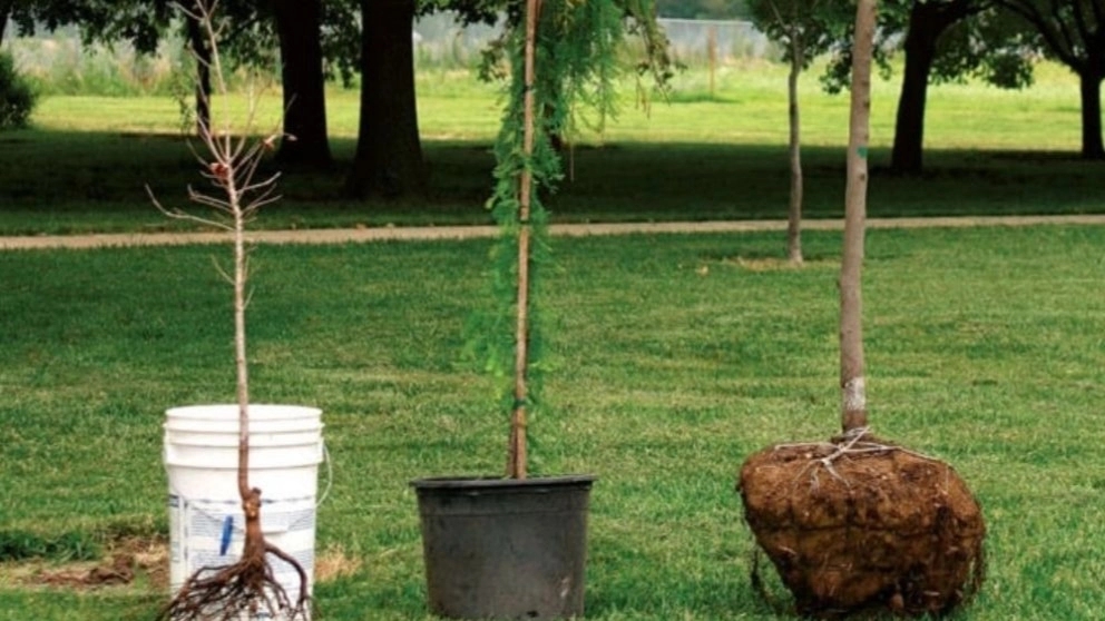The best time and the best way to plant seedlings