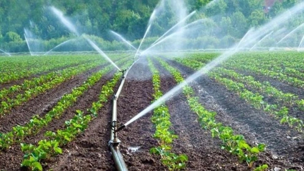 How to water newly planted seedlings?