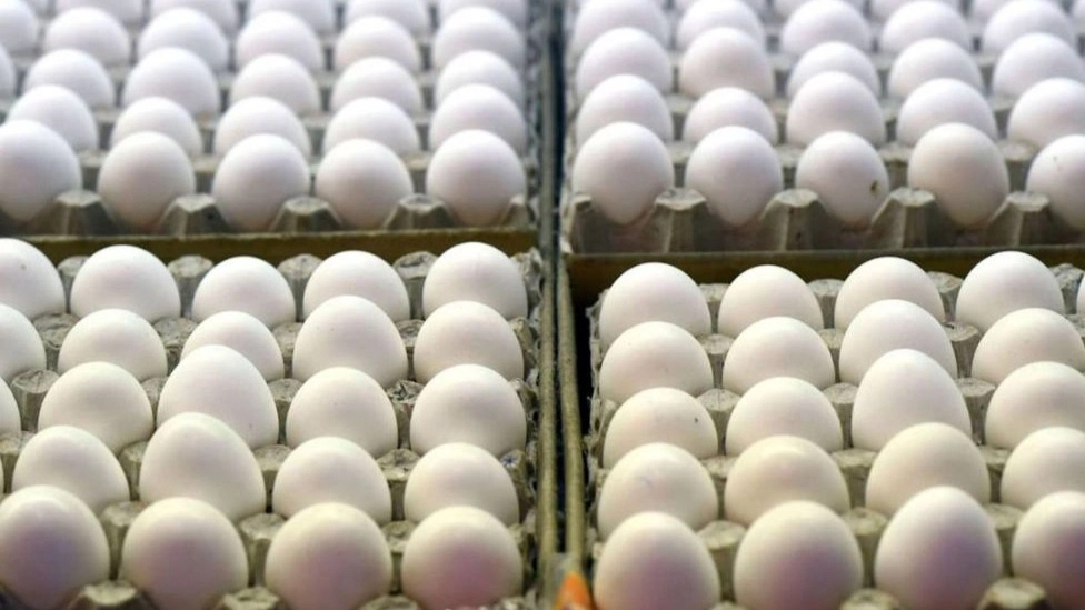 Know the egg diet and the benefits of eggs!