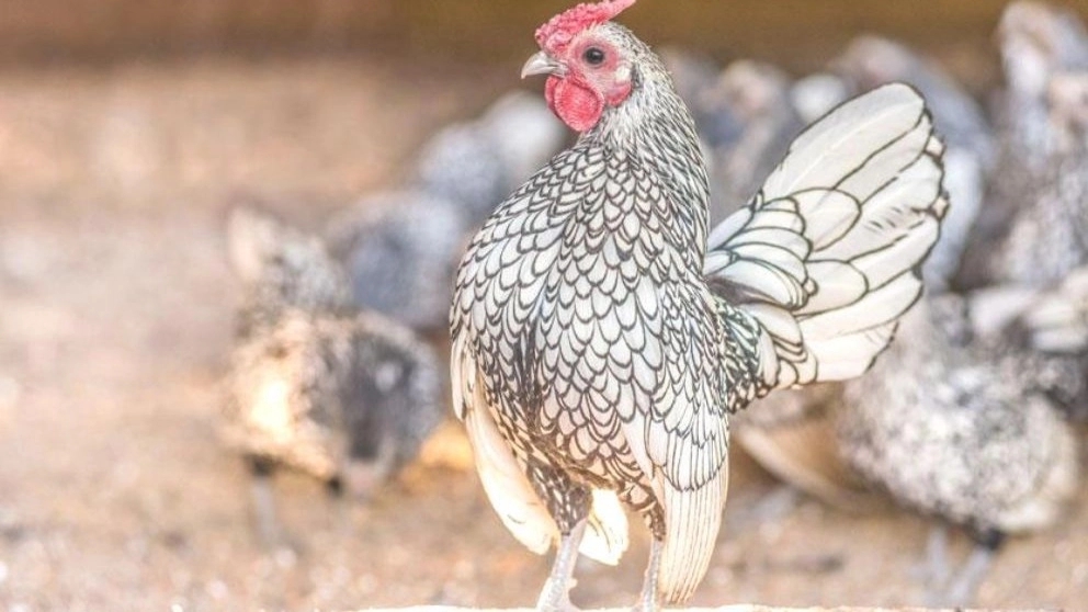 Production of cleaning saberit eggs in Kashmer, Khorasan, Razavi