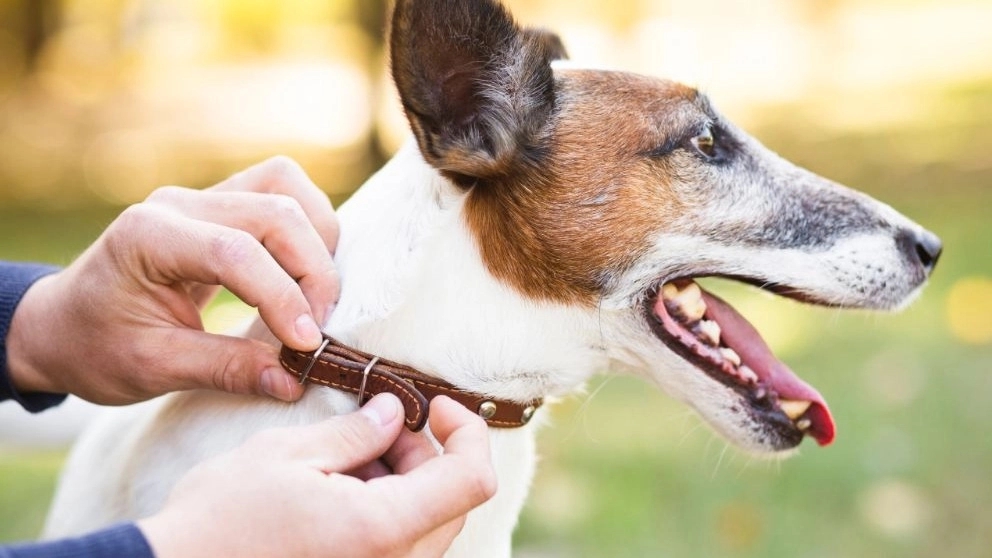 Types of dog collars
