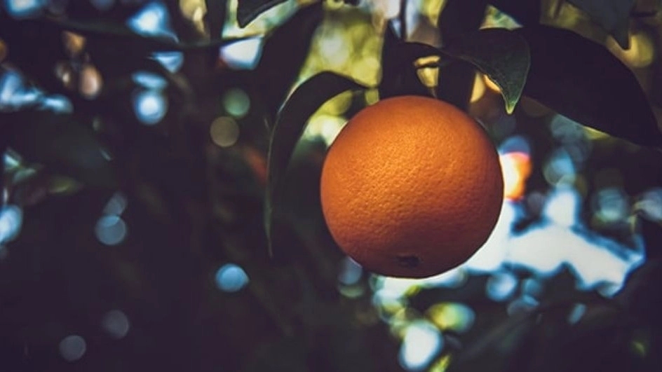 The strangest properties of oranges