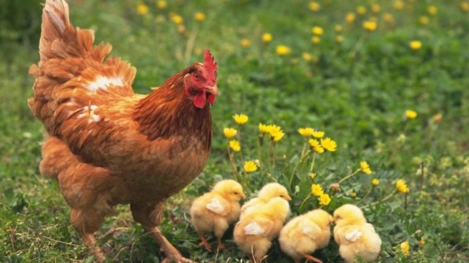 مرغ و خروس برهما یا مرغ امپراطور Brahma