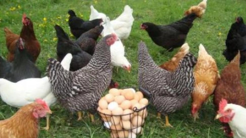 Brahma chicken hatching