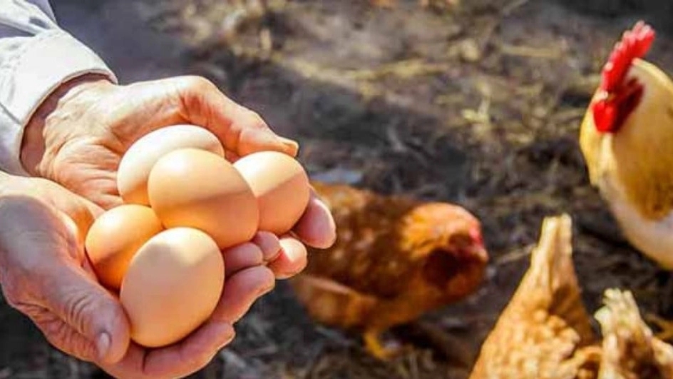 Brahma hen lays eggs
