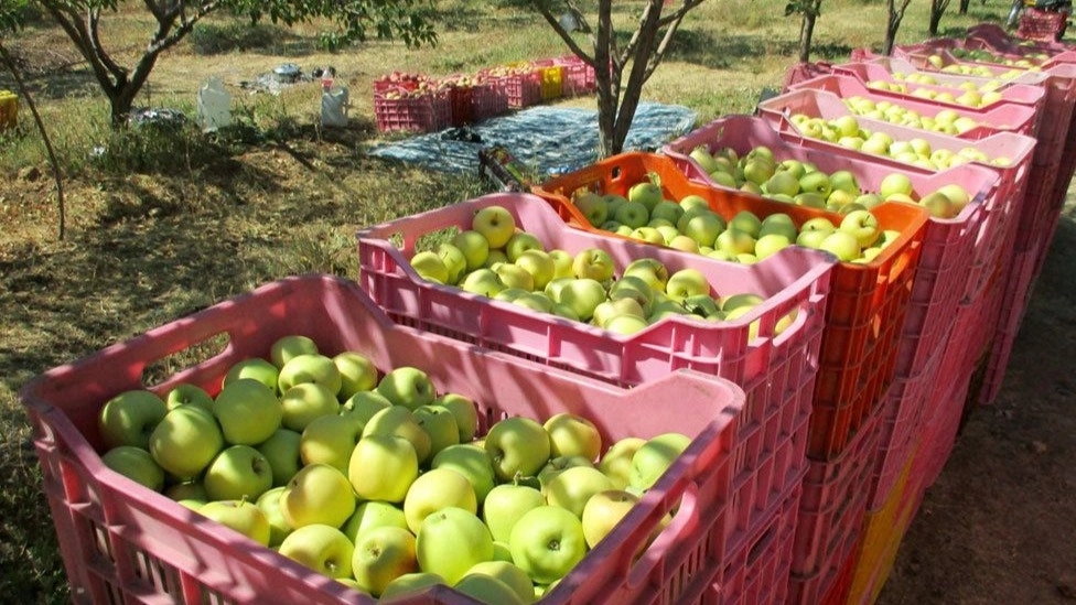 Apple export