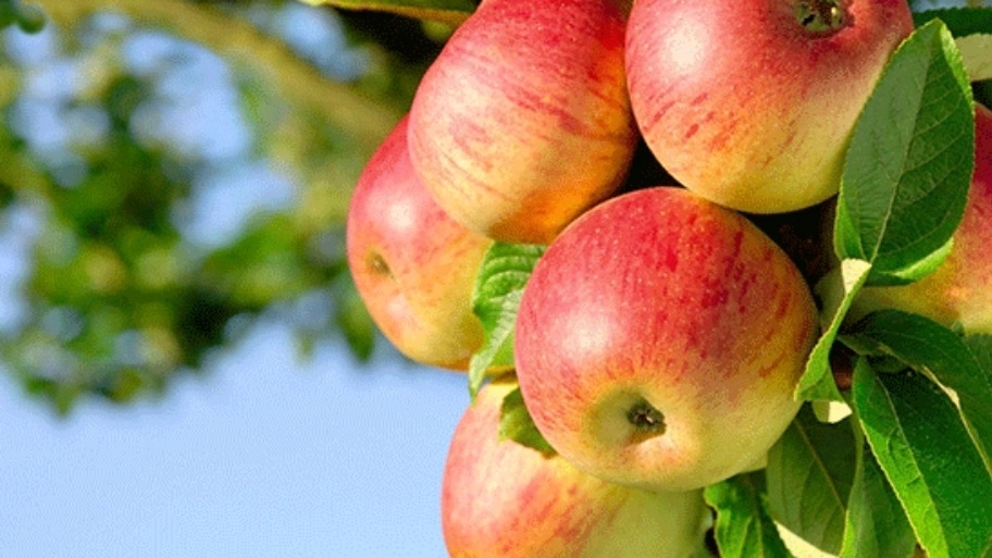 The difference between an apple and rose apple