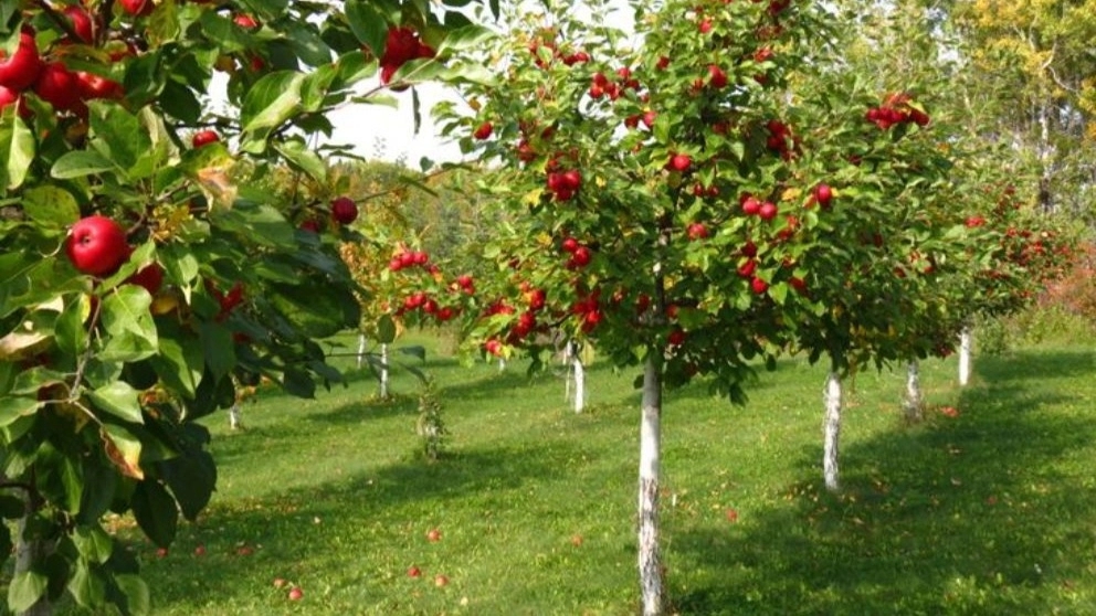 طرق زراعة ونمو أشجار التفاح