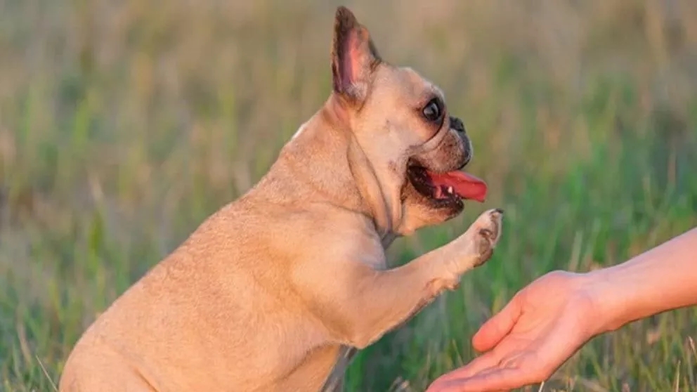 Important points during training exercises with French bulldogs