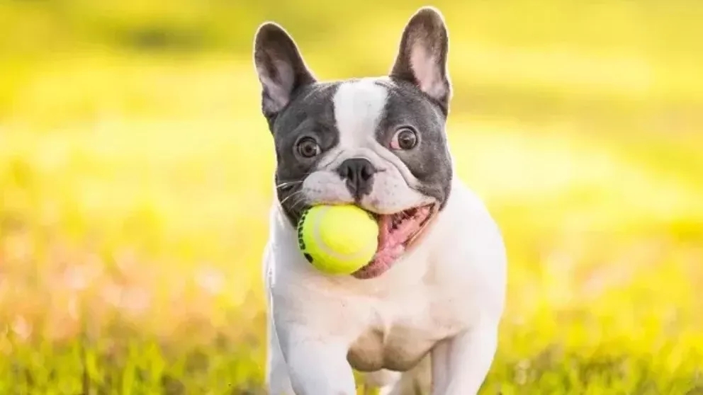 Getting to know the French Bulldog breed