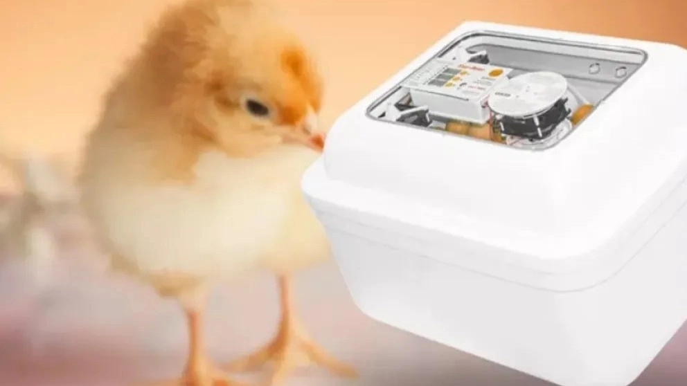 Checking the factors and important things in buying an incubator