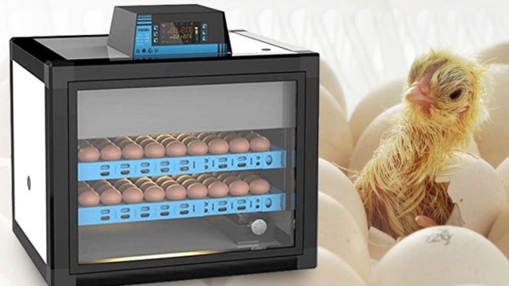 How does the incubator work?
