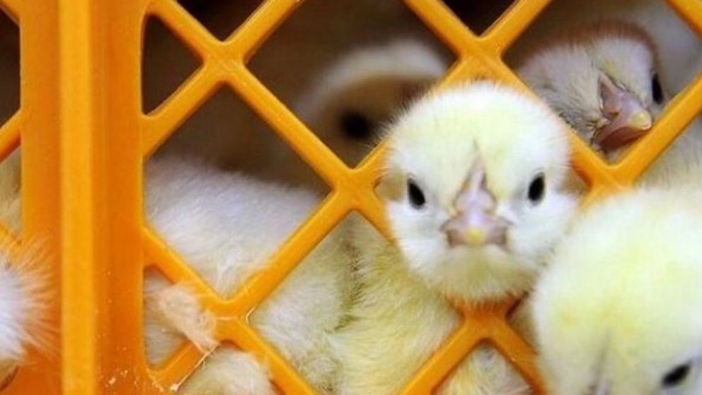 تفاوت دستگاه جوجه کشی معمولی و حرفه ای