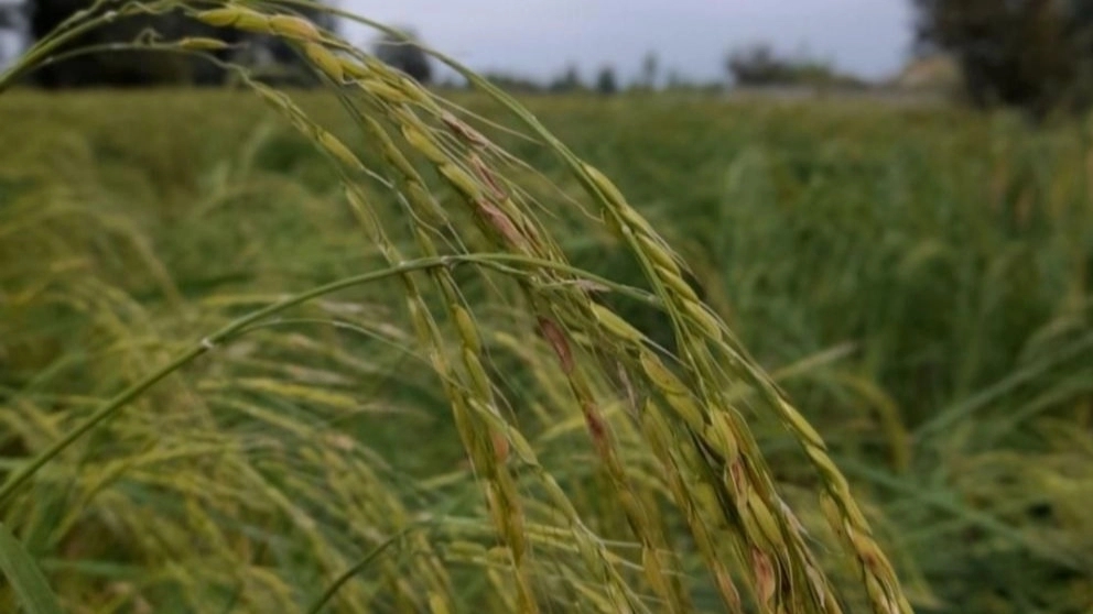 برنج  و چای فروشی غلامی در رشت