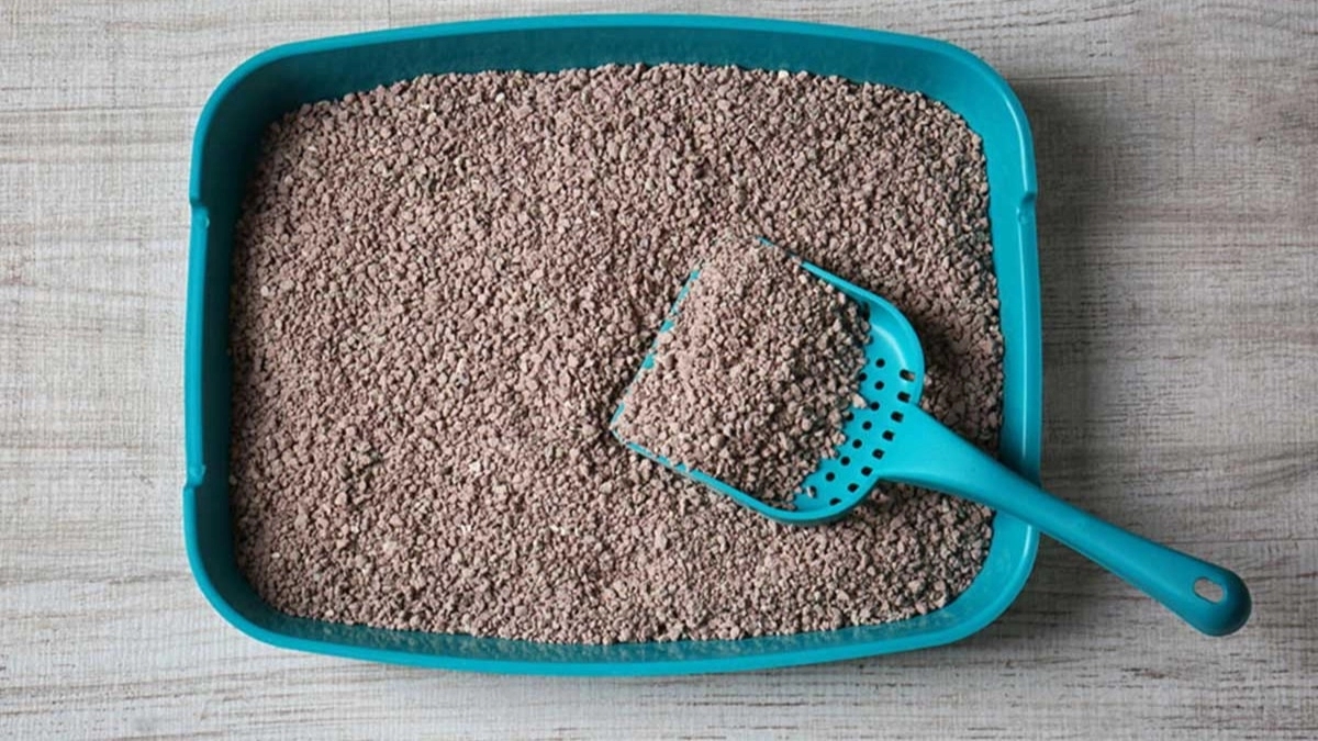 راهنمای خرید خاک گربه