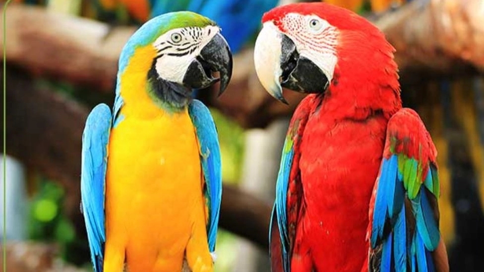 Shams pet shop and bird shop in Karaj