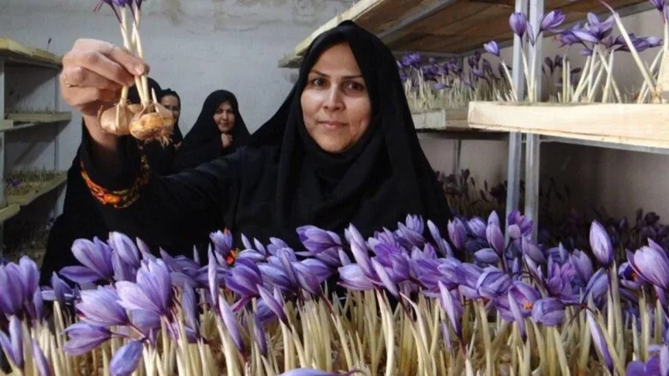 صادرات زعفران