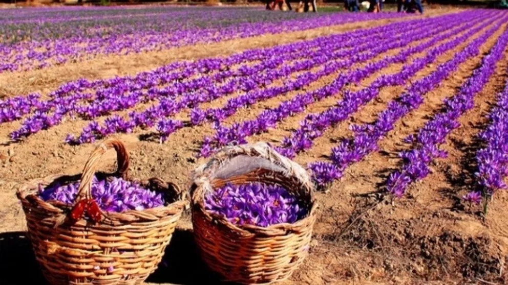 Saffron export rules