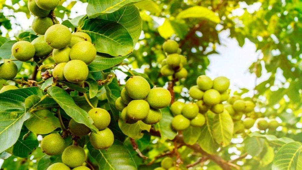 Production and supply of grafted and modified seedlings of Negin Nahal in Miandoab