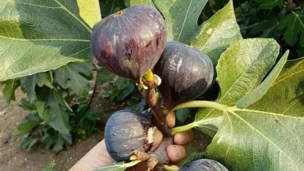 black fig