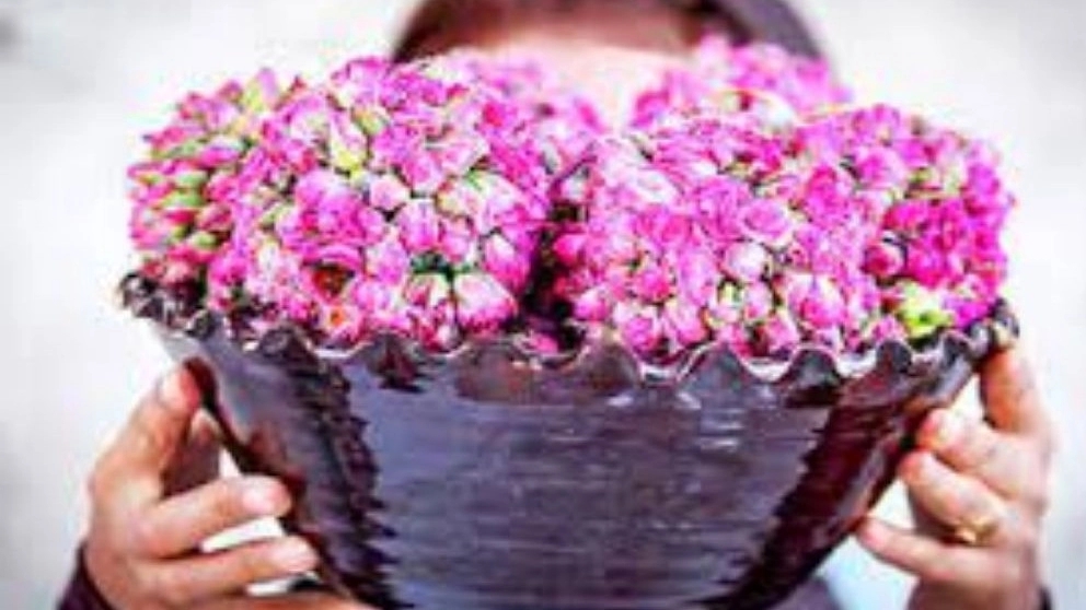 فواید گل محمدی در طب سنتی