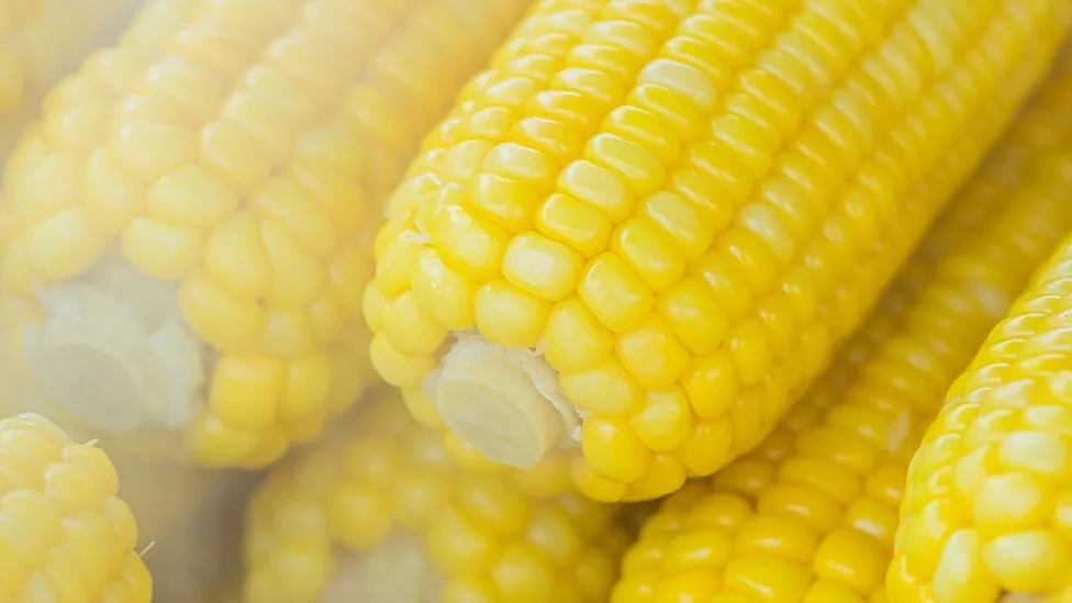 Vegetable disposable dishes, a choice beyond buying a dish!